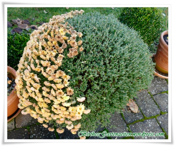 chrysantheme-dezember-nach-erstem-dauerfrost